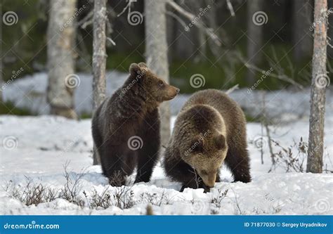 cubs of brown bear ursus arctos after hibernation on the snow stock