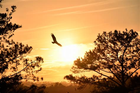 eagle flying  sunset  wallpaperhd photography wallpapersk