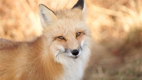 fascinating facts  foxes mental floss