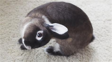 bunnies  head tilts   happily