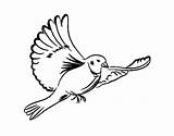 Pomba Branca Paloma Blanca Palomas Colombe Piccione Volando Pintar Blancas Coloritou Pentecostal Uccelli Acolore sketch template