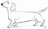 Coloring Dachshund Pages Dog Printable Draw Drawing Template Dachsunds Print Long Step Dogs Templates Paper Supercoloring Popular Categories sketch template