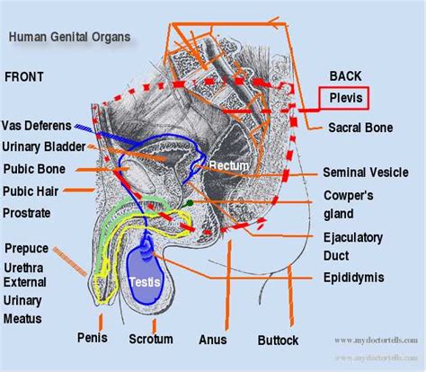 Picture Male Reproductive System Anatomy Penis Testis Scrotum Precum