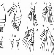 Afbeeldingsresultaten voor "calocalanus Minor". Grootte: 182 x 185. Bron: copepodes.obs-banyuls.fr