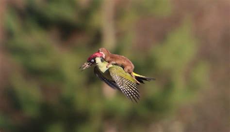 here s a photo of a weasel riding a woodpecker