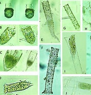 Afbeeldingsresultaten voor "codonellopsis Morchella". Grootte: 178 x 185. Bron: www.researchgate.net