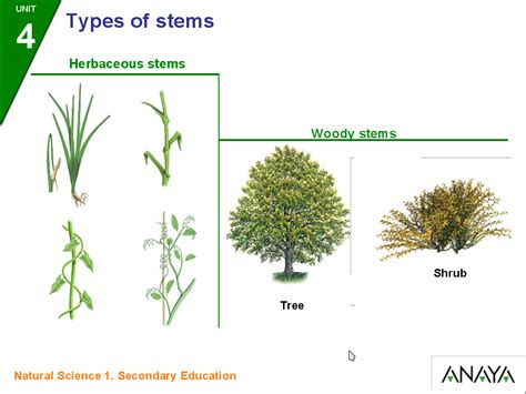 biology  geology  stems  leaves