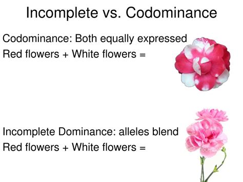 ppt incomplete dominance and codominance powerpoint presentation free