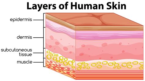 human skin layers vector art icons  graphics