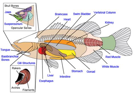 fish anatomy diagrams fish anatomy fish skull  bones
