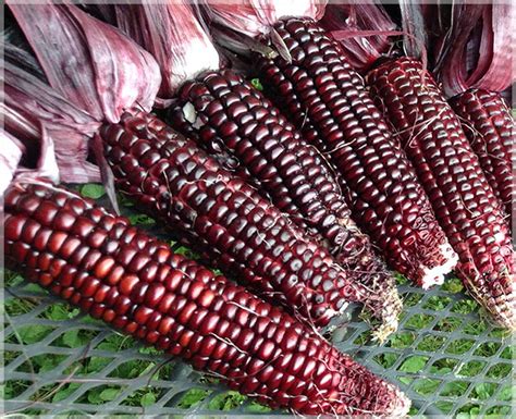 red corn maize pack   seeds gardenhunt