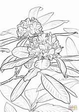 Coloring State Rhododendron Flower Washington Pages Pacific Drawing Azalea Printable Book Redskins Capitals Oregon Flowers Indiana Color Getdrawings Flame Getcolorings sketch template