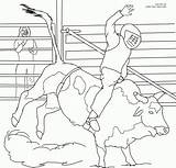 Bull Stier Pbr Ausmalbild Bucking Ferdinand Coloringhome sketch template