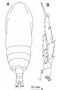 Afbeeldingsresultaten voor "acrocalanus Longicornis". Grootte: 120 x 185. Bron: copepodes.obs-banyuls.fr