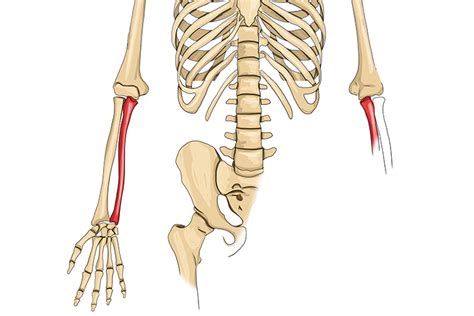ulna    bone   parallel   radius