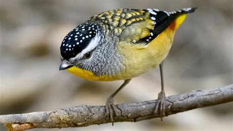 spotted pardalote waterbrook