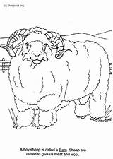 Ram Coloring Edupics Pages Year Sheep Chinese Printable Sheets Animals Large sketch template