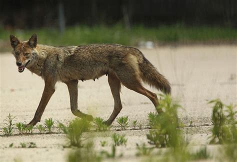 man attacked  possibly rabid coyote  walking  dogs njcom