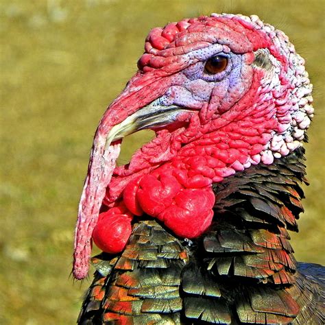red  green turkey  stock photo