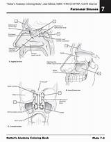 Netter Albanysinsanity Saunders Cooloring Consult Galleon sketch template