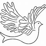 Dove Outline Drawing Template Realistic Coloring Pages Getdrawings sketch template