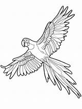 Ara Papegaai Papuga Macaw Parrot Guacamayo Kolorowanka Loro Kolorowanki Leukekleurplaten Dibujosparaimprimir Loros één sketch template