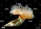 Afbeeldingsresultaten voor "protula Tubularia". Grootte: 138 x 100. Bron: www.alamy.com