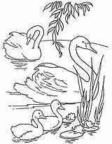 Coloring Swans Printable Pages Baby Thegraphicsfairy Fairy Click Choose Board sketch template