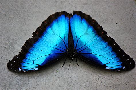 blue morpho