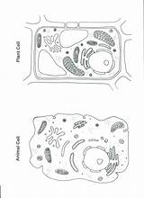 Membrane Ciencias Science Cellula Celula Animale Tejidos Pflanzenzelle Educativo Pulpbits Answer Prokaryoten Eukaryoten Vgl Excel Biología Aula Microscopio Ambientales Aufbau sketch template