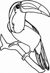 Toucan Rainforest Tukan Kolorowanki Awesome Tucano Malvorlagen Nose Pigeon Coloringbay Clipartmag Oiseaux Gratuit Tiere Abrir Wecoloringpage sketch template
