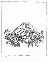 Coloring Pages Bird Realistic Winter Birds Christmas Comments Printable sketch template