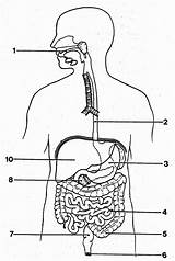 Digestive Wickedbabesblog Unlabeled sketch template