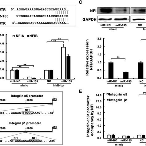 mir 155 inhibited a known integrin transcription suppressor nfi during