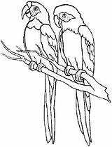 Parrot Dibuixos Papagei Papegaai Ausmalbild Kleurplaten Parrots Comentari Lloros Dieren sketch template
