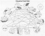 Food Web Getdrawings Drawing sketch template