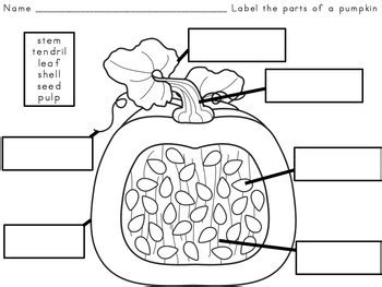 pumpkin labeling parts   pumpkin  kindertrips tpt