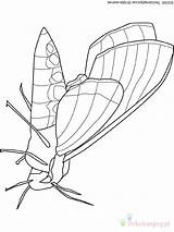 Moth Mite Robaki Schmetterlinge Insectes Owady Kolorowanki Dessin Farfalla Dzieci Audio Tiere Coloriage Weevil Malvorlage Kategorien Coloriages sketch template