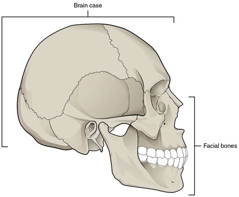 anatomy   skull neurologyneedscom