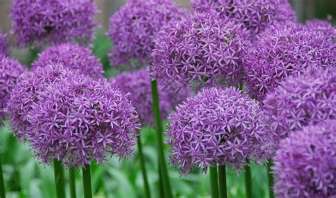 allium