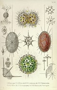 Afbeeldingsresultaten voor "dorataspis Macropora". Grootte: 119 x 185. Bron: fineartamerica.com