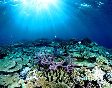 sharing    beauty  great barrier reef lot  pict