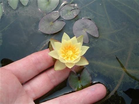 image result  dwarf lotus  aquarium water lilies container