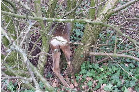 oh deer prancing bambi gets stuck in a tree daily star