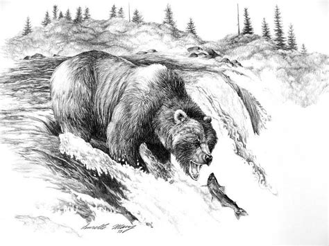 grizzly bear pencil drawing  paintingvalleycom explore collection