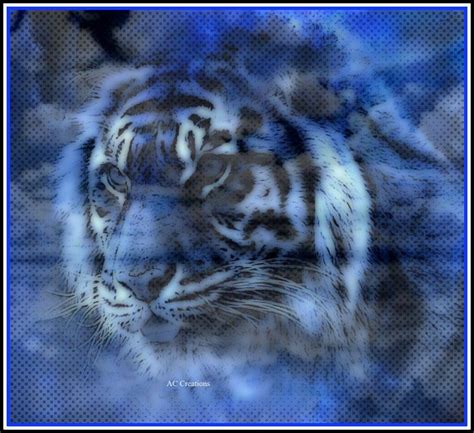 blue tigers images  pinterest blue tigers wild animals