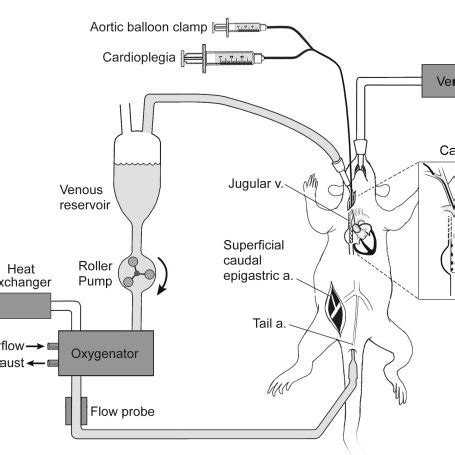 schematic diagram  rat cpb apparatus  surgical preparation  scientific diagram