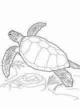 Turtle Template Realistic Coloring Pages Turtles sketch template