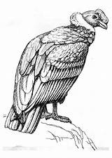 Condor Coloring Kleurplaat Animal Vulture Printable Drawings Painting Kleurplaten Large Edupics Pages sketch template