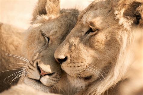 lion  lioness  roles differences   pride safari